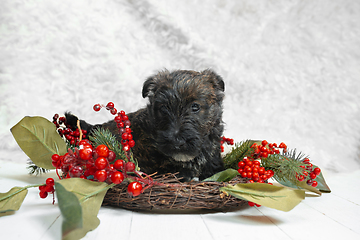 Image showing Studio shot of scottish terrier puppy on white studio background