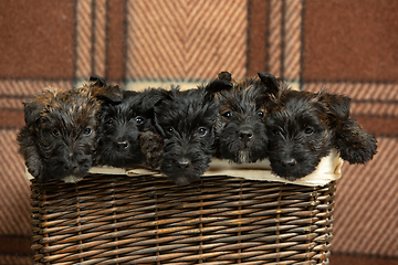 Image showing Studio shot of scottish terrier puppies on braun studio background