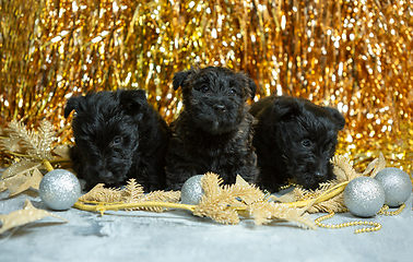 Image showing Studio shot of scottish terrier puppies on golden colored studio background