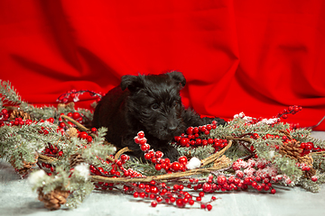 Image showing Studio shot of scottish terrier puppy on red studio background