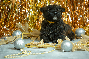 Image showing Studio shot of scottish terrier puppies on golden colored studio background