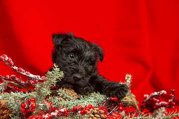 Image showing Studio shot of scottish terrier puppy on red studio background