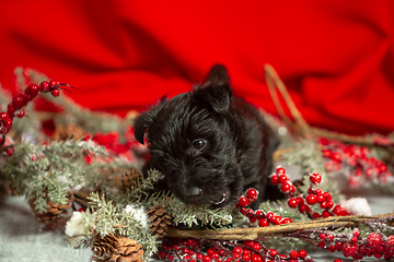 Image showing Studio shot of scottish terrier puppy on red studio background