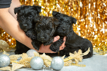 Image showing Studio shot of scottish terrier puppies on golden colored studio background