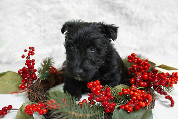 Image showing Studio shot of scottish terrier puppy on white studio background