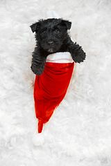 Image showing Studio shot of scottish terrier puppy on white studio background