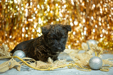 Image showing Studio shot of scottish terrier puppies on golden colored studio background