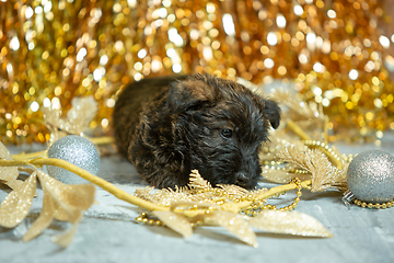 Image showing Studio shot of scottish terrier puppies on golden colored studio background