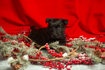Image showing Studio shot of scottish terrier puppy on red studio background