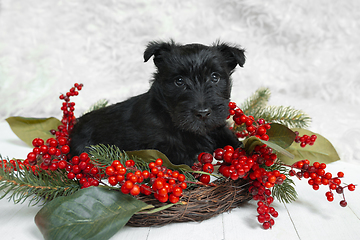 Image showing Studio shot of scottish terrier puppy on white studio background