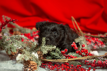 Image showing Studio shot of scottish terrier puppy on red studio background