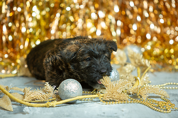 Image showing Studio shot of scottish terrier puppies on golden colored studio background