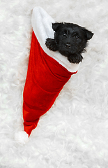 Image showing Studio shot of scottish terrier puppy on white studio background