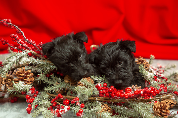 Image showing Studio shot of scottish terrier puppies on red studio background