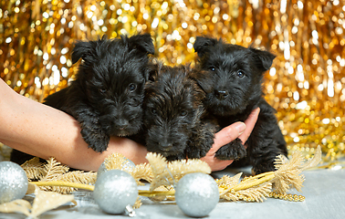 Image showing Studio shot of scottish terrier puppies on golden colored studio background