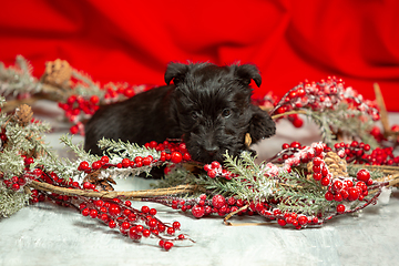 Image showing Studio shot of scottish terrier puppy on red studio background