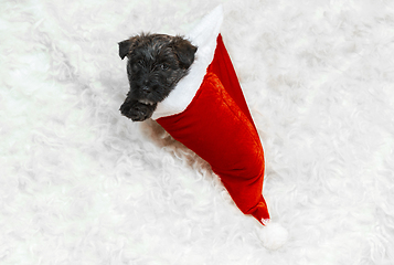 Image showing Studio shot of scottish terrier puppy on white studio background