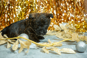 Image showing Studio shot of scottish terrier puppies on golden colored studio background