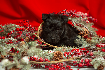 Image showing Studio shot of scottish terrier puppy on red studio background