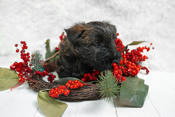 Image showing Studio shot of scottish terrier puppy on white studio background