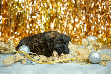 Image showing Studio shot of scottish terrier puppies on golden colored studio background