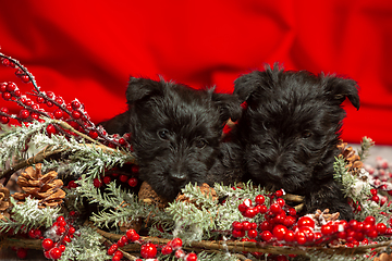 Image showing Studio shot of scottish terrier puppies on red studio background