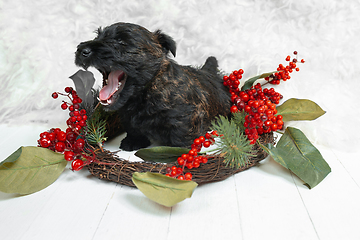 Image showing Studio shot of scottish terrier puppy on white studio background