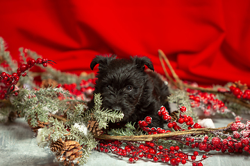 Image showing Studio shot of scottish terrier puppy on red studio background