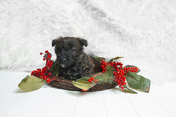 Image showing Studio shot of scottish terrier puppy on white studio background