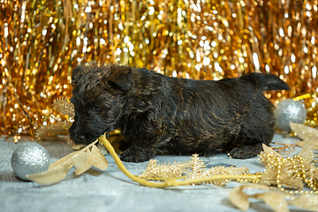 Image showing Studio shot of scottish terrier puppies on golden colored studio background