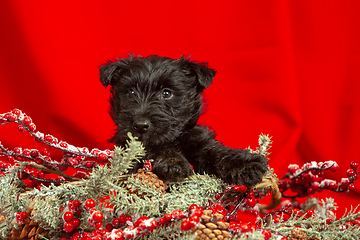 Image showing Studio shot of scottish terrier puppy on red studio background