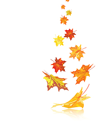 Image showing Autumn maple leaves 