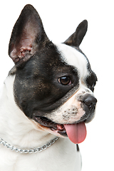 Image showing french bulldog dog isolated on white background