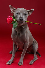 Image showing dog holding rose in mouth