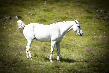 Image showing Stallion