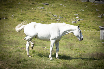 Image showing Stallion