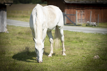 Image showing Stallion