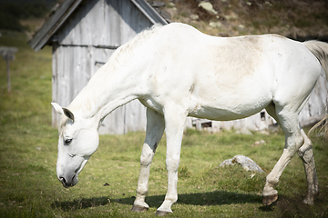 Image showing Stallion