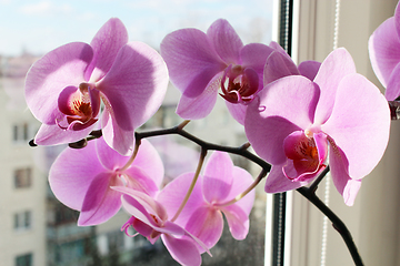 Image showing pink orchid on the window