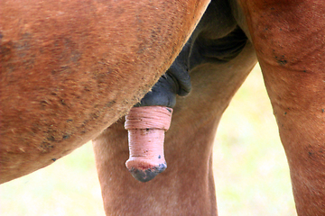 Image showing horse with erection