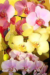 Image showing orchids different colors