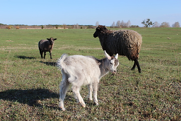 Image showing sheep and goat grazing on the grass