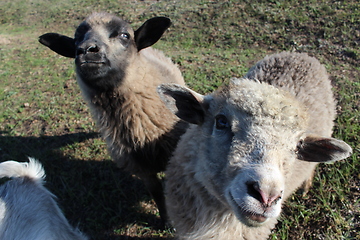 Image showing sheep asking something