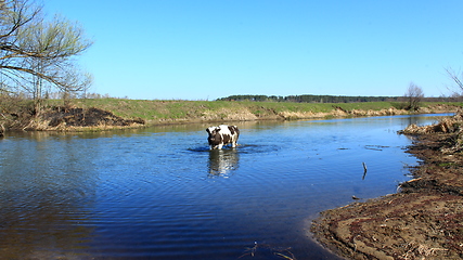 Image showing cow goes in the river