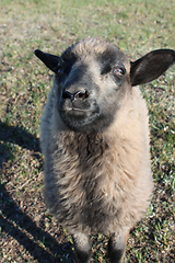 Image showing sheep asking something