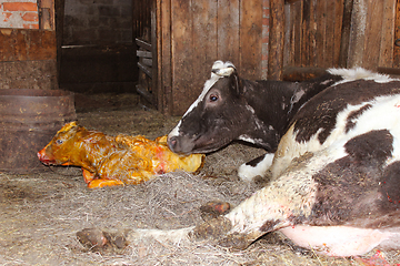 Image showing mother cow looking after its just newborn calf