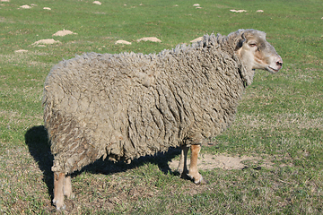 Image showing sheep on the grass