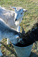 Image showing three goats drinking water