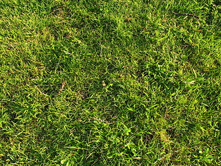 Image showing first spring green grass in the field