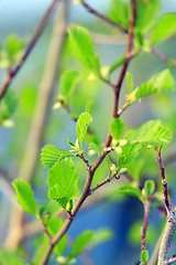 Image showing alder tree blossoming out in the spring